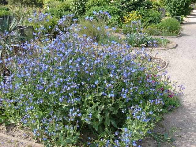Anchusa azurea